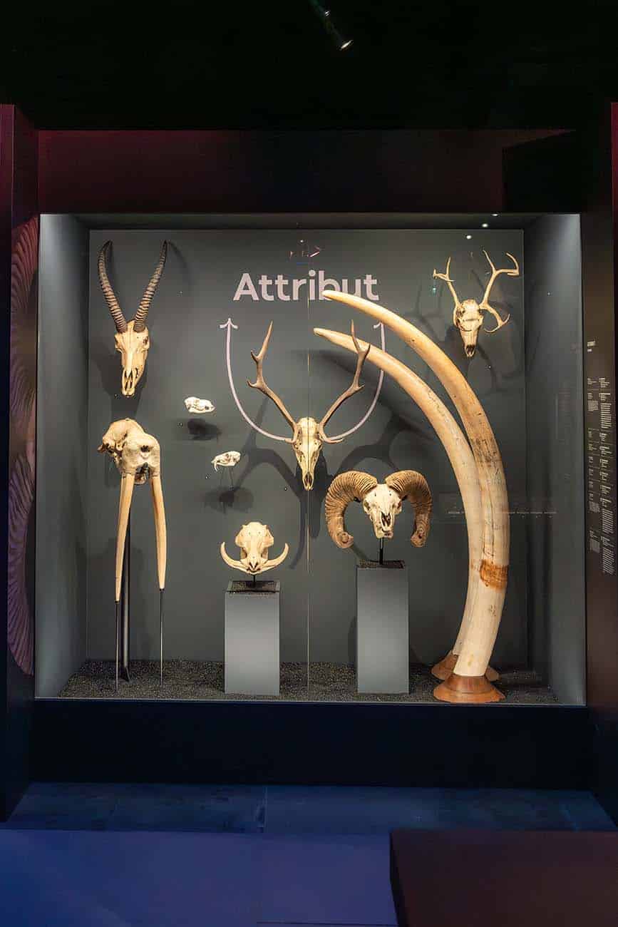 Exposition Sex-appeal au Muséum de Toulouse