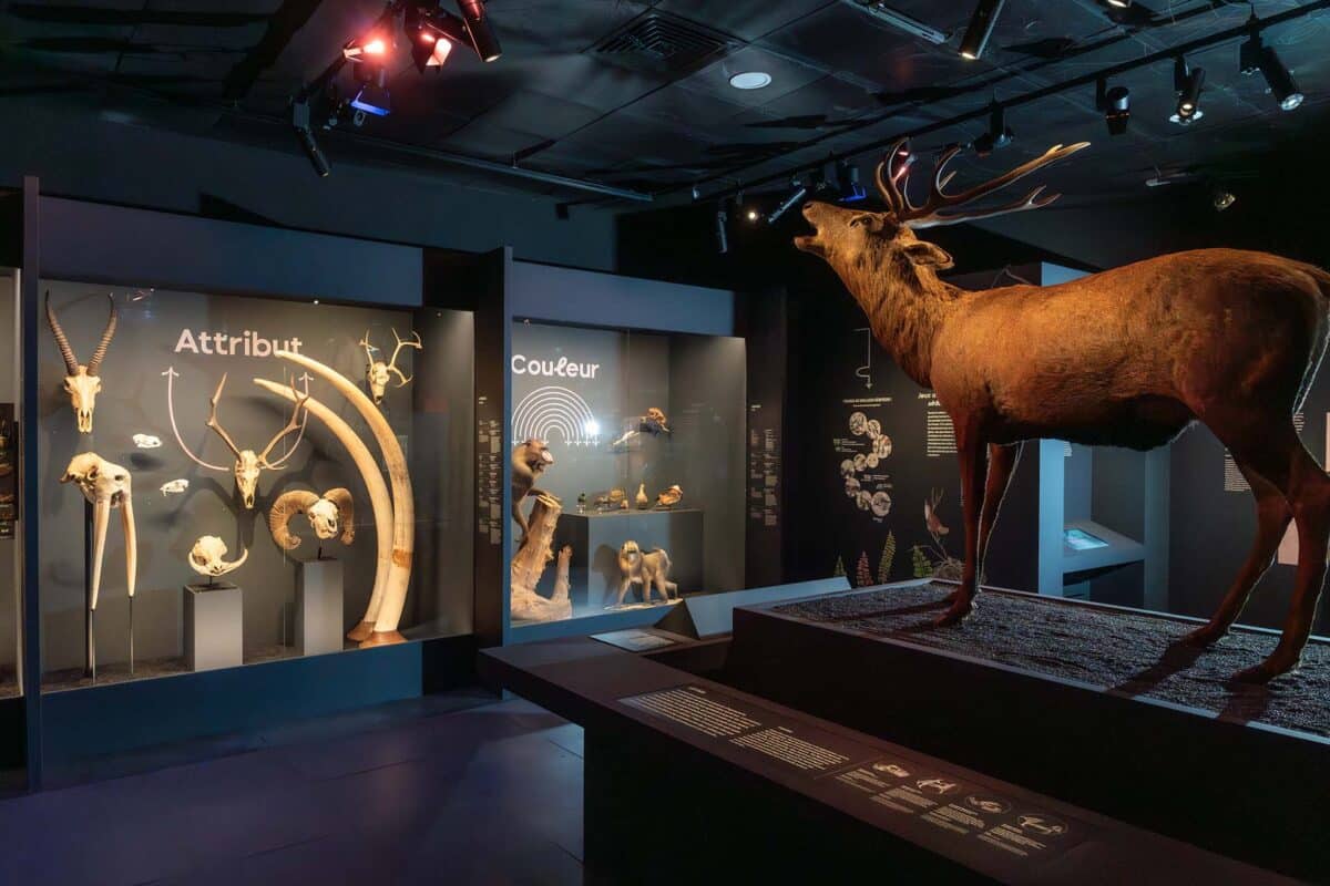 Exposition Sex-appeal au Muséum de Toulouse