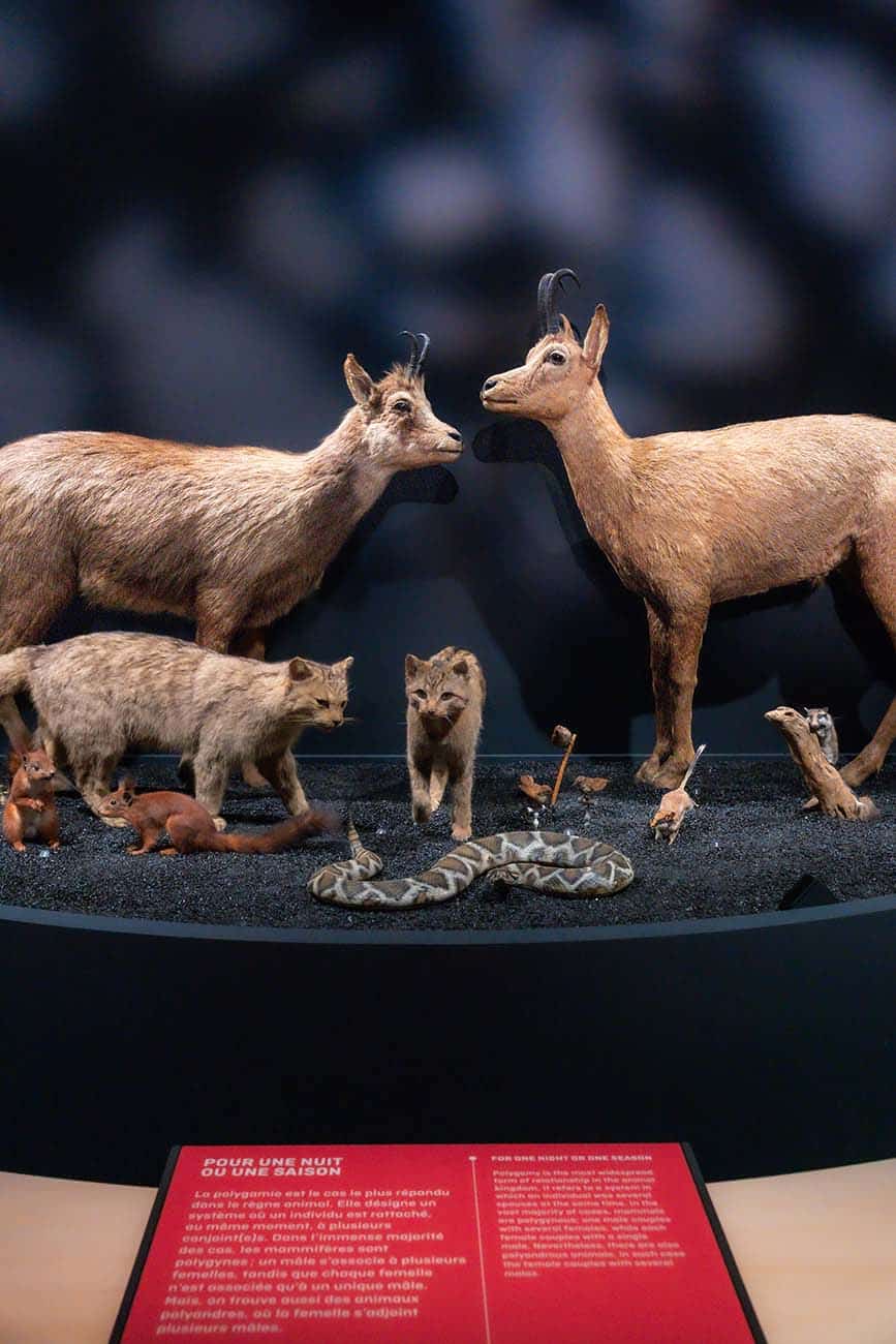 Exposition Sex-appeal au Muséum de Toulouse