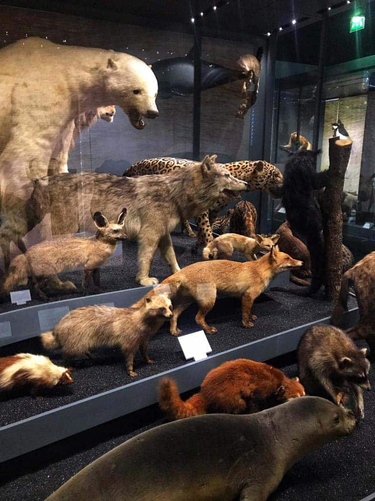 Visiter Toulouse, le Muséum