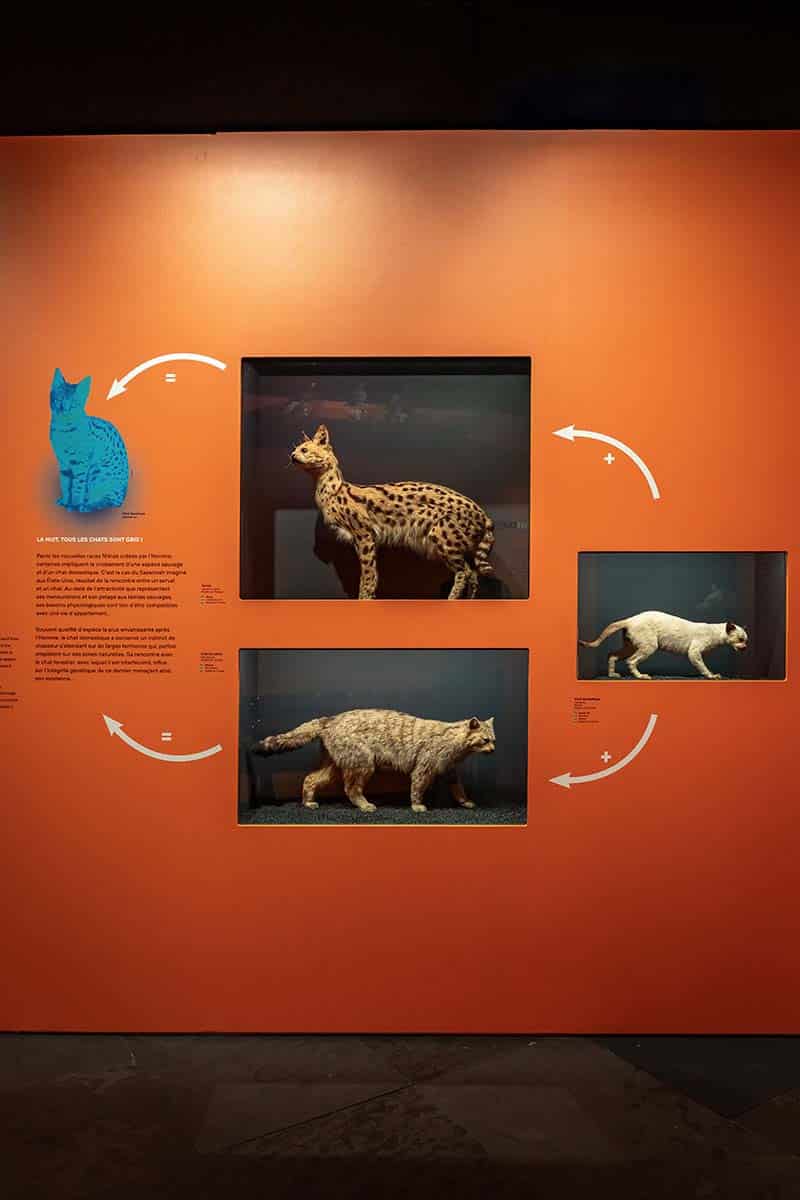 Exposition "Domestique-moi si tu peux" !